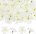 Set van 50 kunstmatige orchideeënbloemhoofden, nepzijden orchidee hoofd voor doe-het-zelf knutselen/jurk/bruiloft/feestdecoratie [crèmewit, 5,5 cm]