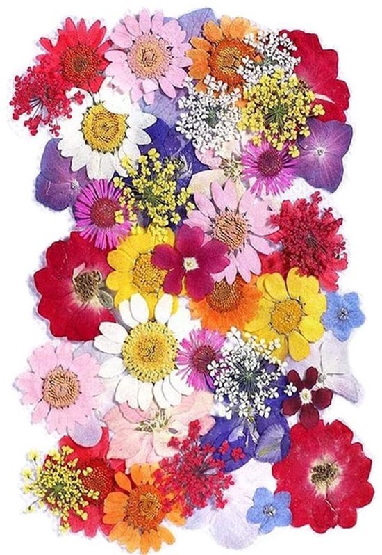 Kleurrijke gedroogde geperste bloemen voor sieraden en DIY-creaties